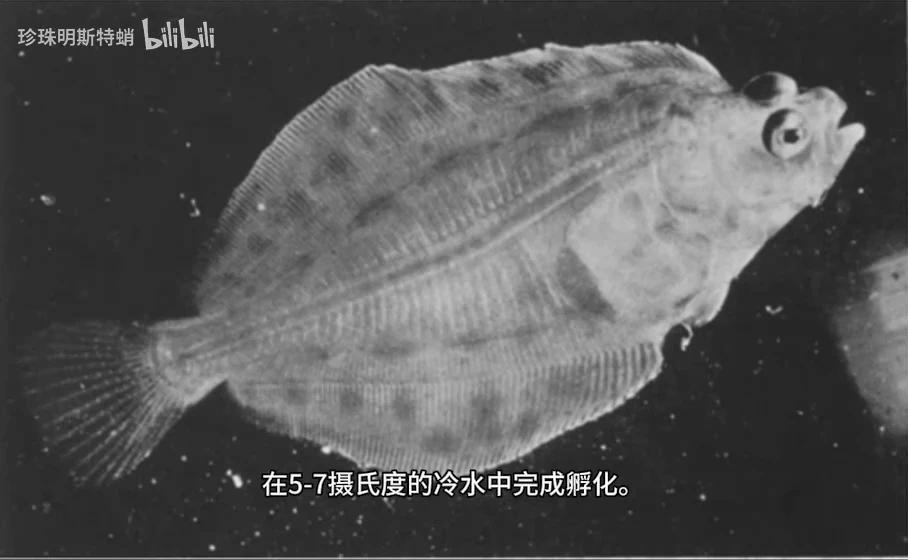 你可能吃过的“巨型比目鱼” 最大鲽形目-庸鲽属的简单介绍 - 知乎