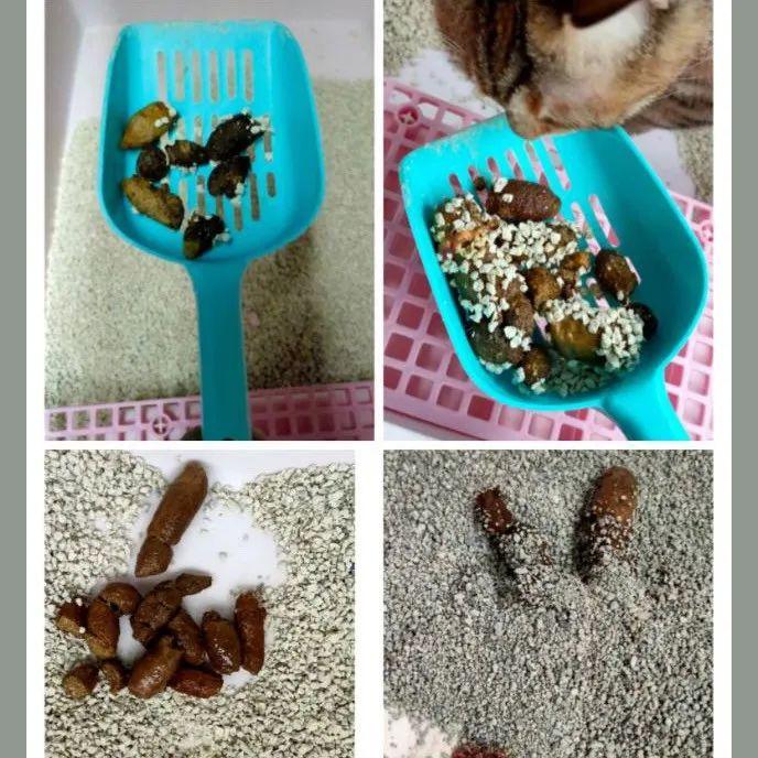 躺尸的猫主子竟然跑酷了袋鼠肉真能唤醒沉睡的猫星人吗