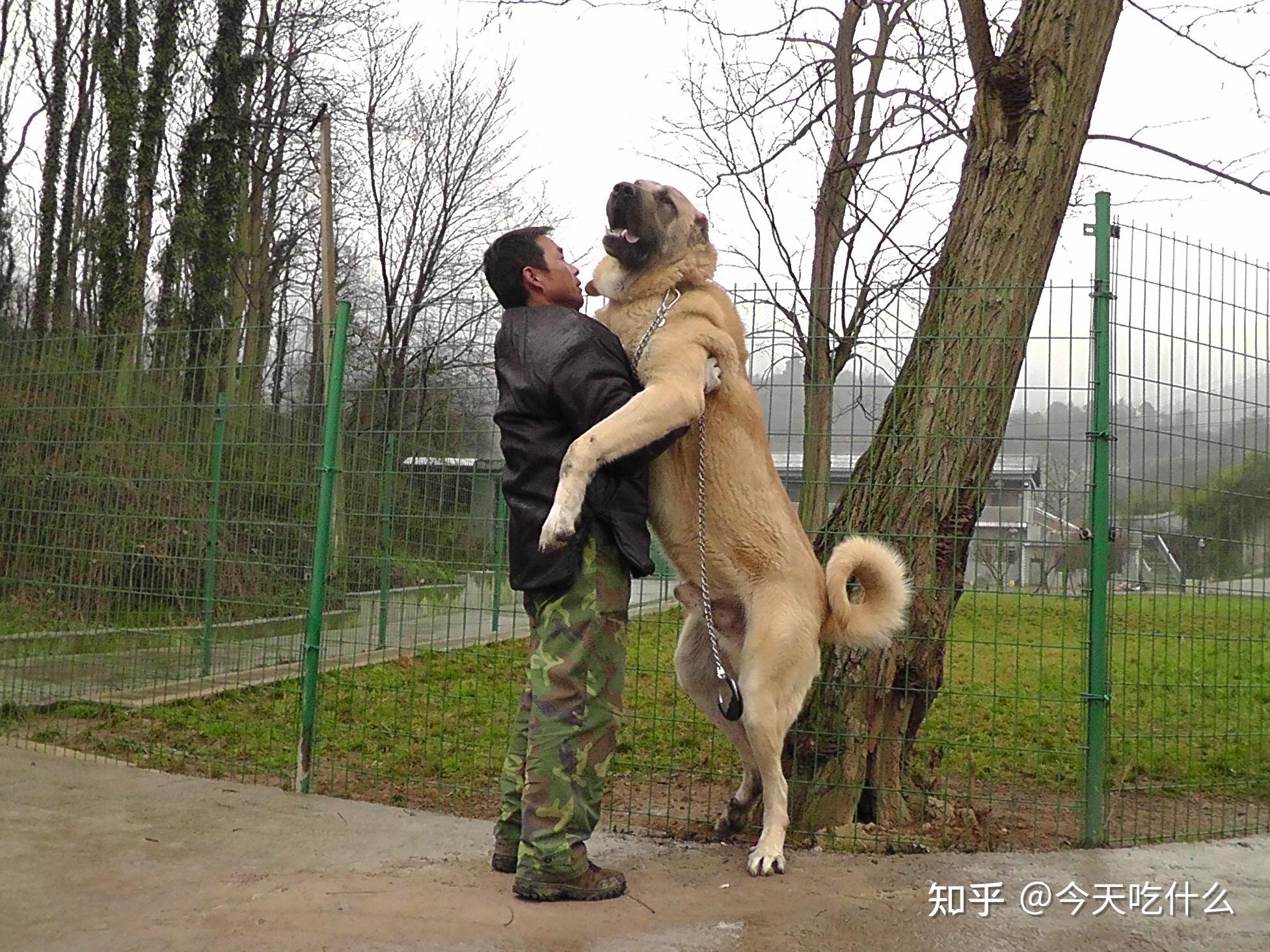 坎高犬价格多少钱一只图片