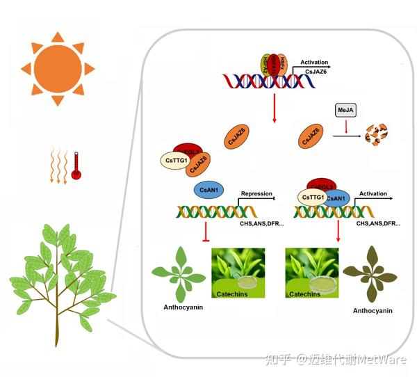 Plant Cell Environment Plant cell environment