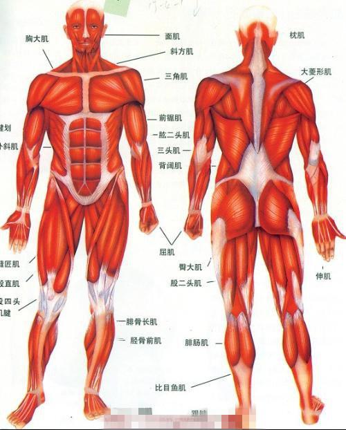 主要有大腿前侧的股四头肌