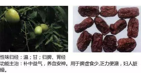 500余种中草药图  第384张