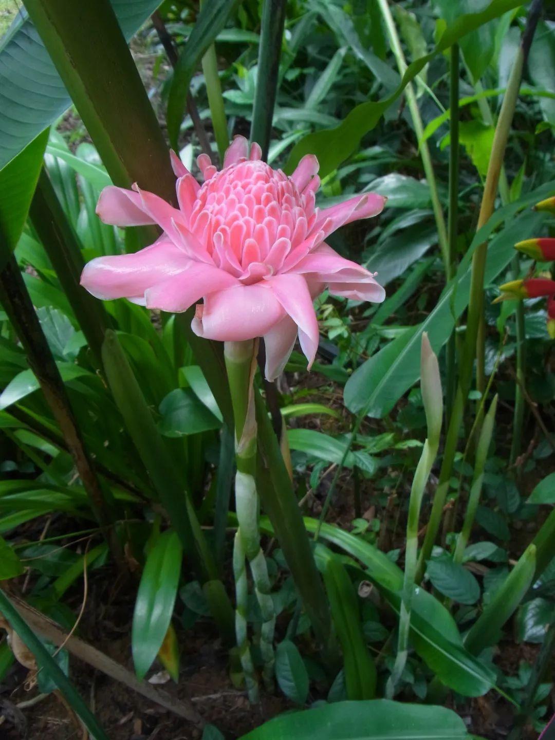 我保证，你没吃过这么好吃的“姜花”！ - 知乎
