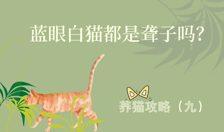 养猫攻略 九 蓝眼白猫都是聋子吗 知乎 养猫攻略 九 蓝眼白猫都是聋子吗 知乎