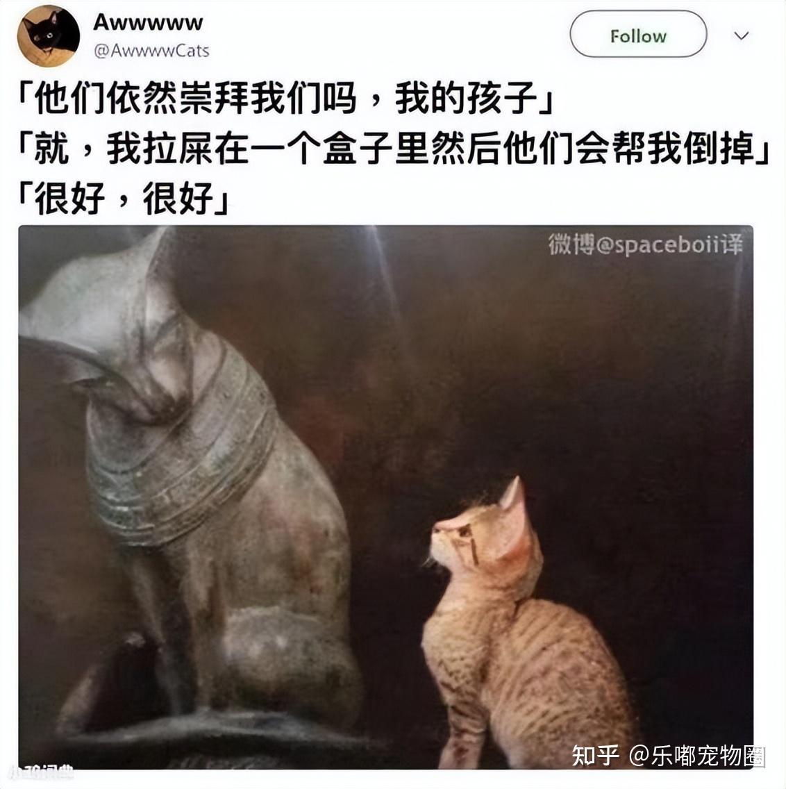 而继地球猫猫教之后,最近又兴起了一个新的组织——圣火喵喵教加入