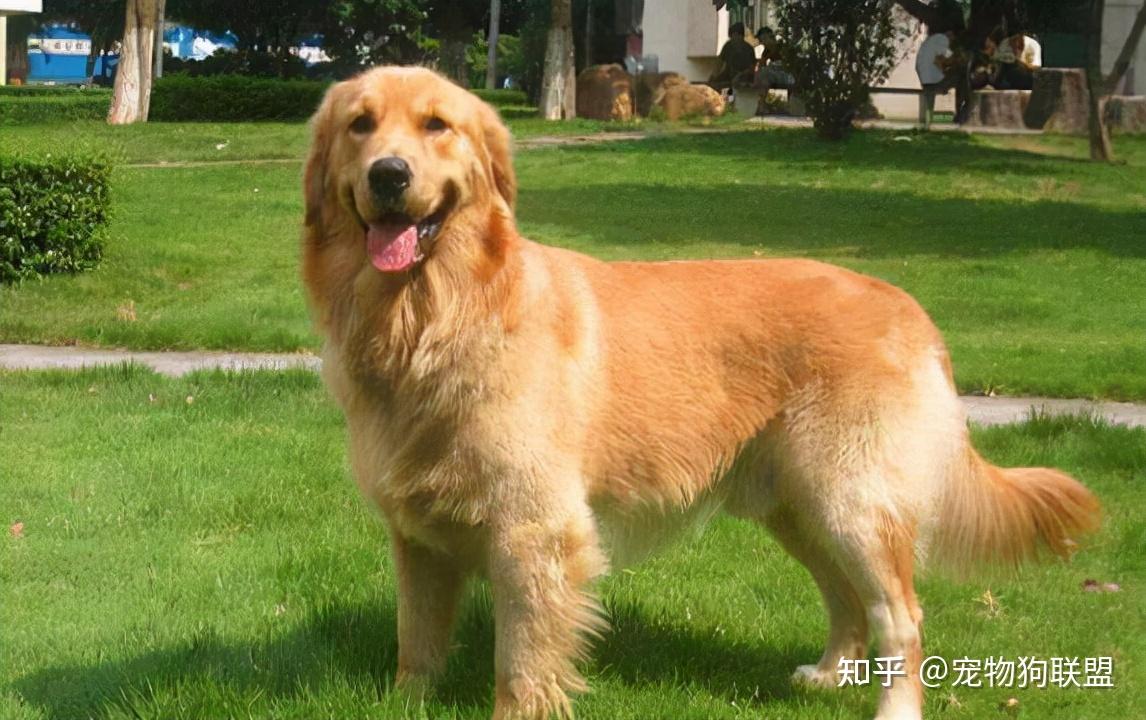 养“大狗”首选这5种，不仅性格好，还好养！ - 知乎