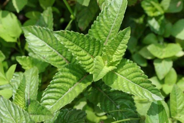 04. 仙草 grass jelly