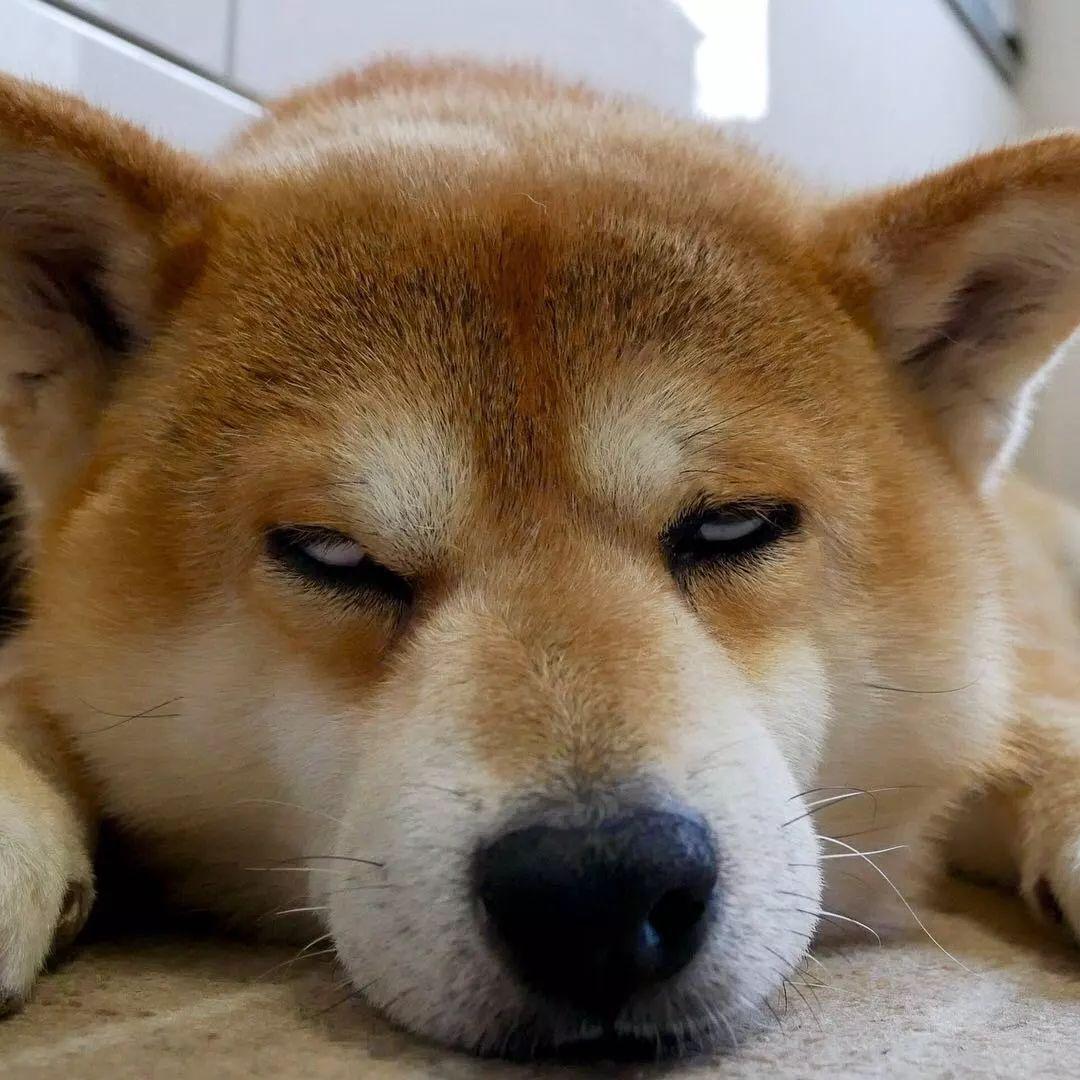 满脸的横肉都挤在一起,照片里那个满脸笑容的柴犬去哪了?