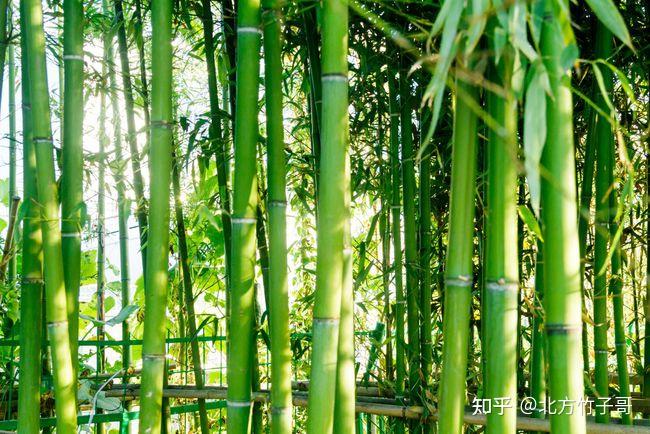 北方竹子哥:盘点竹子的寓意,收藏起来不再送错!【收藏】 - 知乎