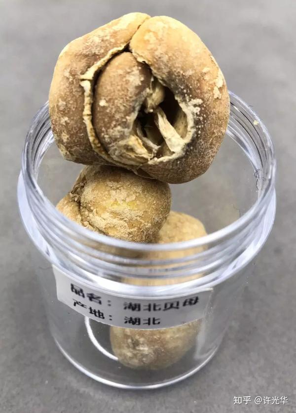 药材帮贝母系列标本图文介绍:川贝母 平贝母 浙贝母 伊贝母 湖北贝母