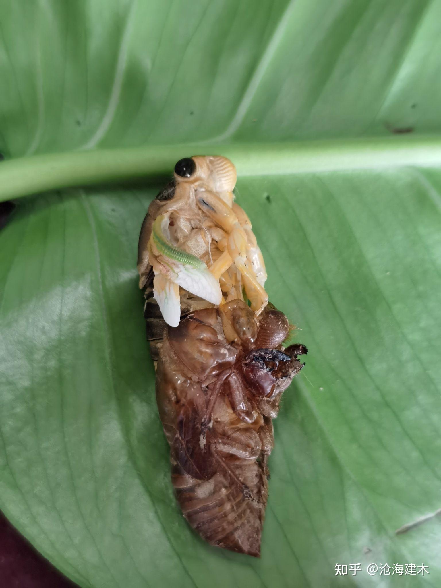垂緌饮清露,蝉墨润丹青.
