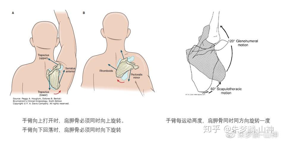 怎么练直角肩锁骨又快又有效 v2-c67340866e9b9f1ed629383e5ba0261e_r.jpg