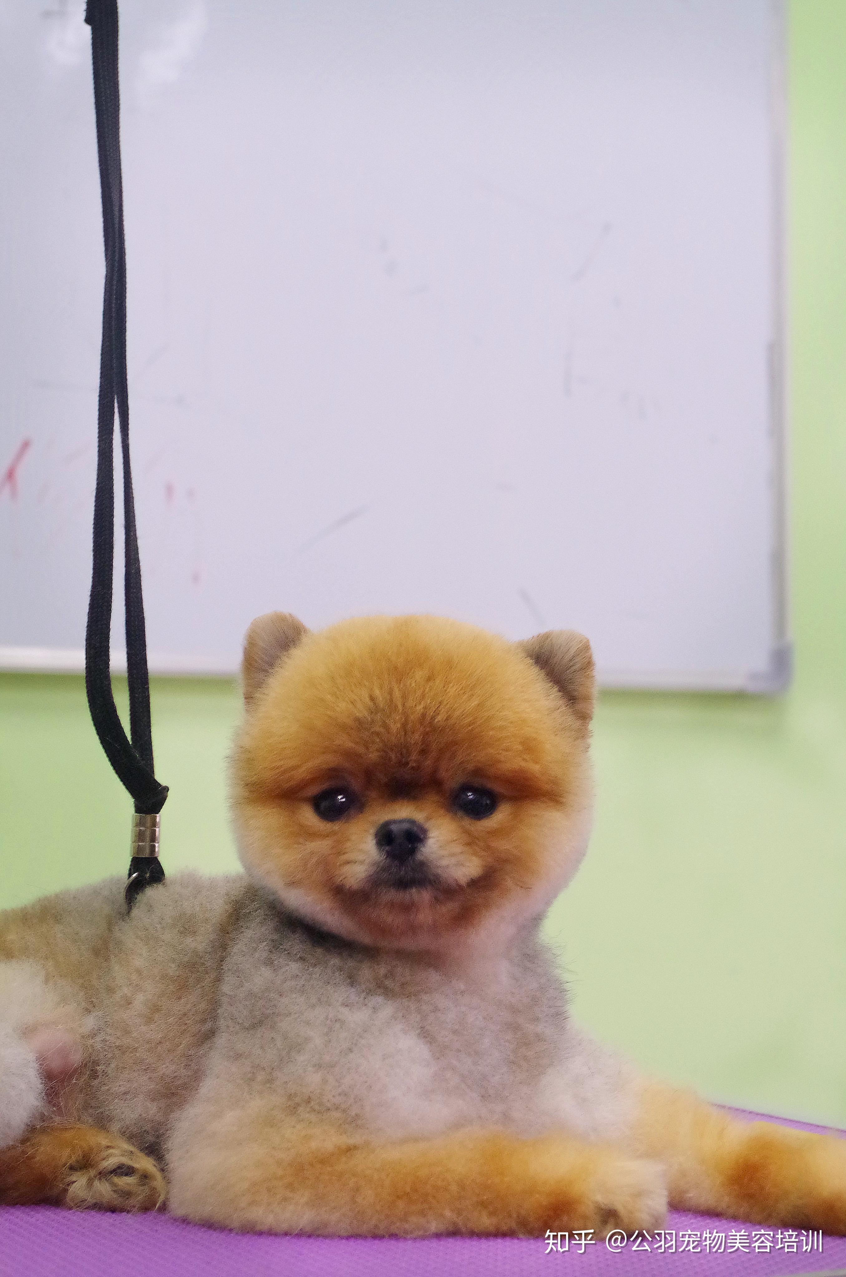 一群小博美俊介装