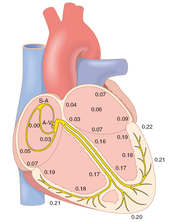 心脏4心脏的传导系统结构电位和传播速度