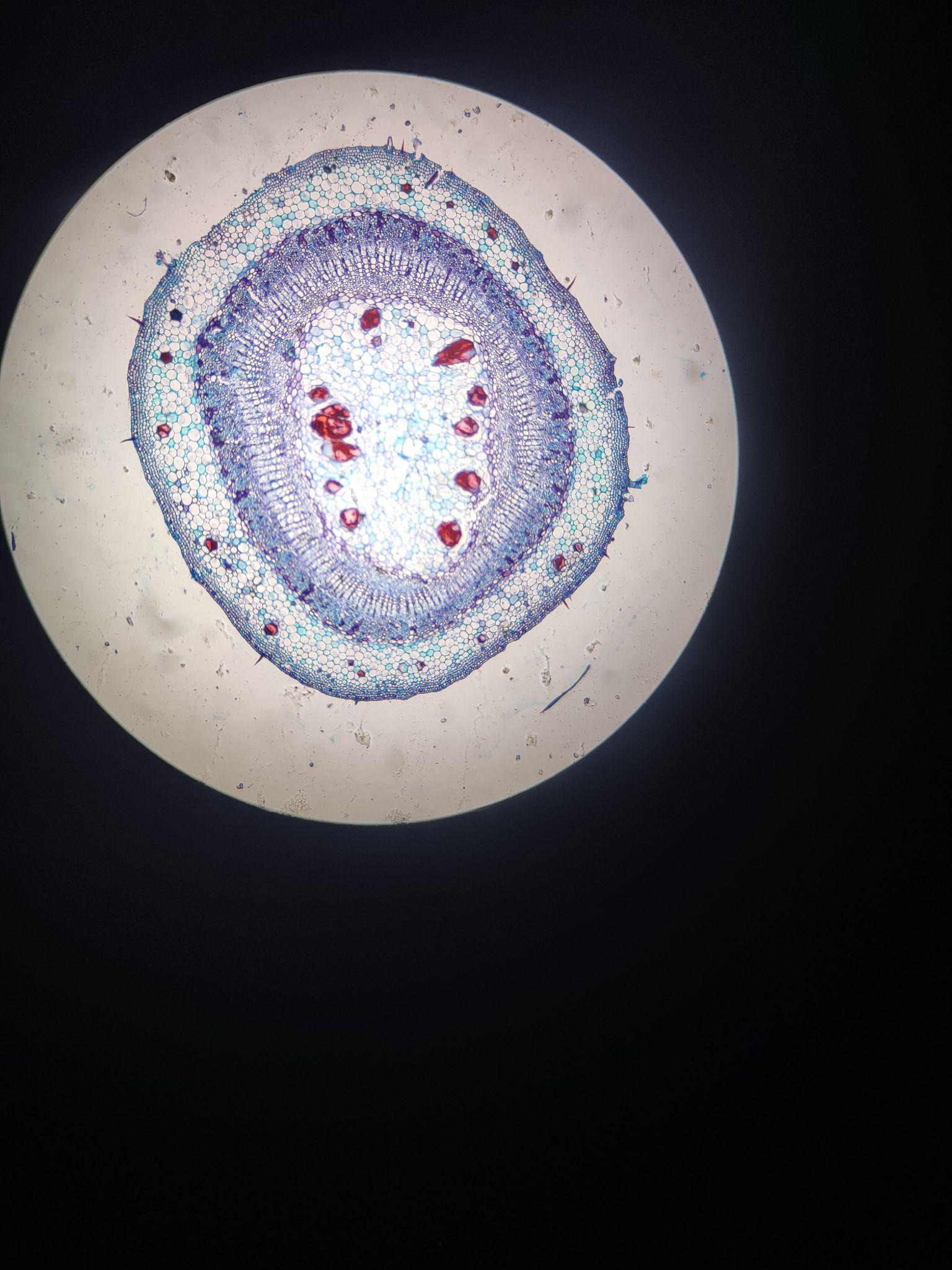 植物茎的装片 - 知乎