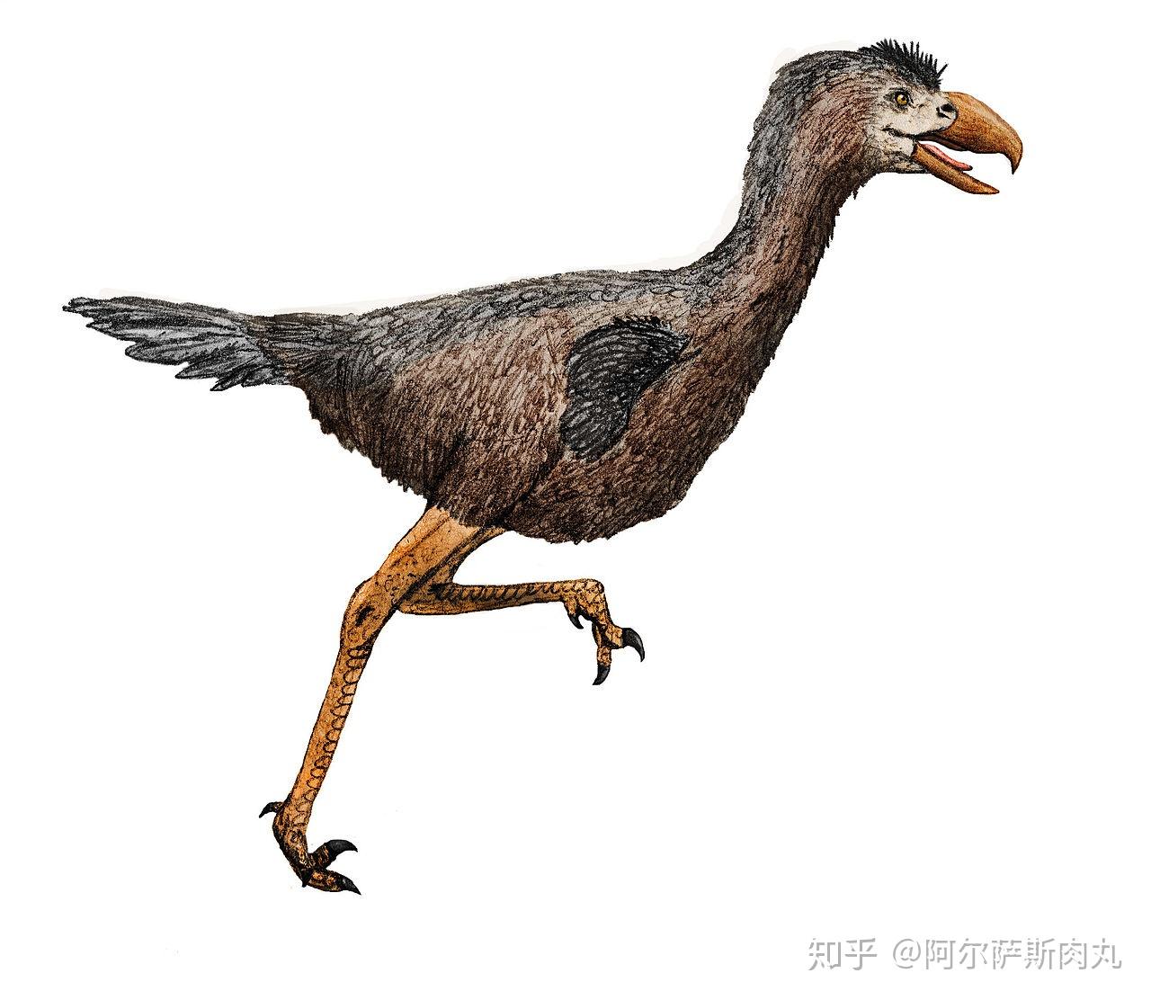 「Prehistoric Park丨史前公园 1」巨鸟奔腾——骇鸟兴衰简史 - 知乎