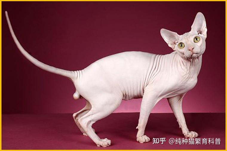 斯芬克斯无毛猫_斯芬克斯猫_无毛猫舍繁育技术详解 - 知乎