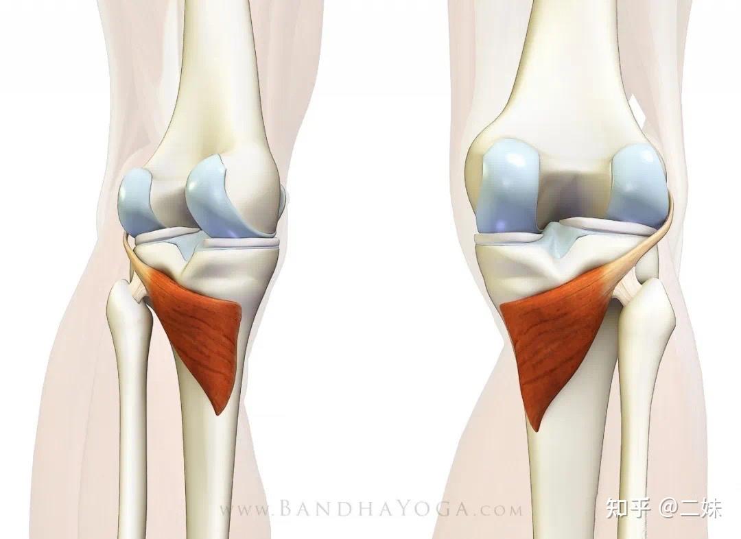 一天一點解剖學人體下肢肌群大腿肌