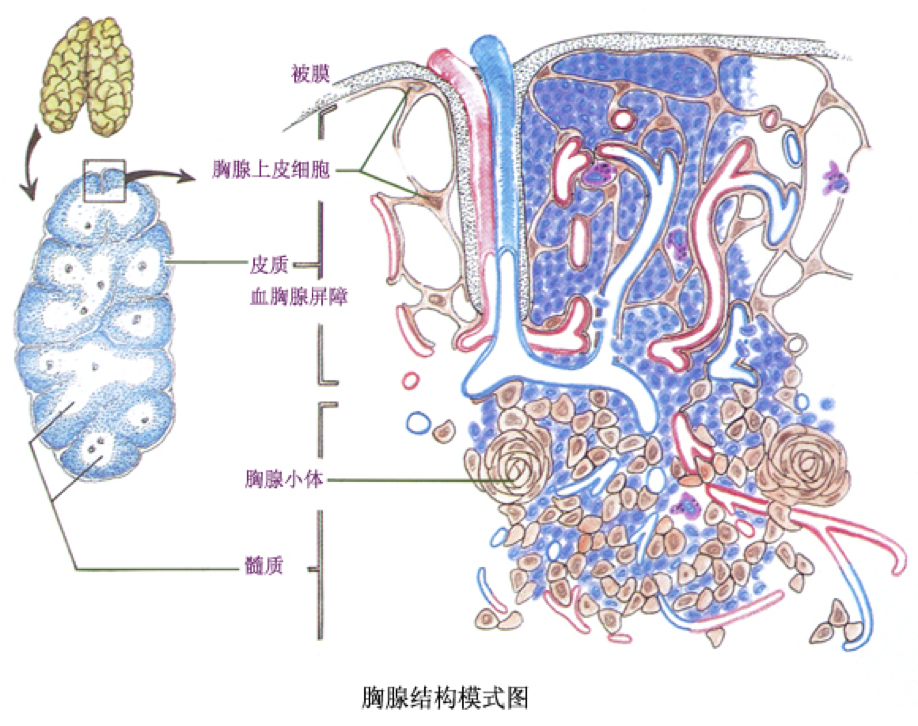 胸腺的结构:胸腺在胚胎早期由鳃沟外胚层和咽囊内胚层的上皮发生而成