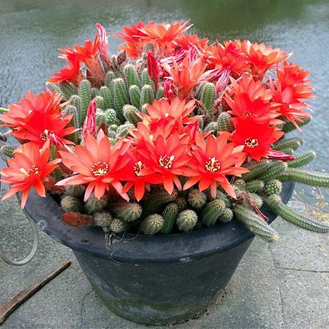 多肉白檀很容易爆盆 却不易开花 如何处理 知乎