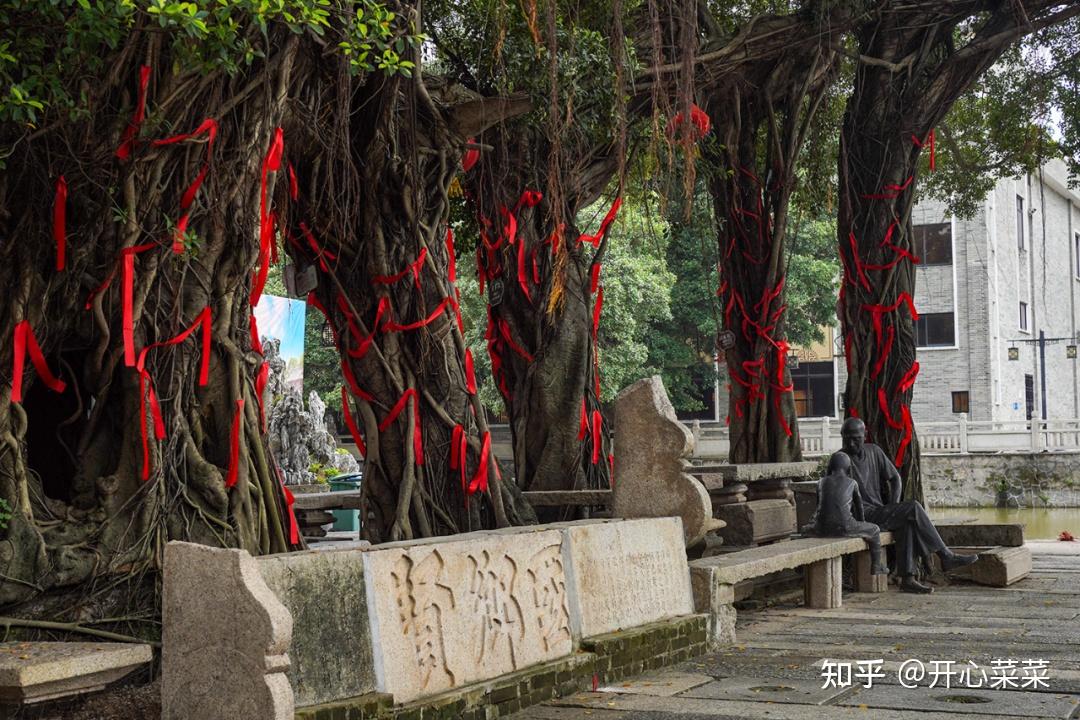 广东佛山一棵百年古榕树,长了10个树头,它所在的村子更了不得 - 知乎