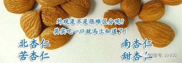 一甜一苦 南杏北杏养生大不同! - 知乎