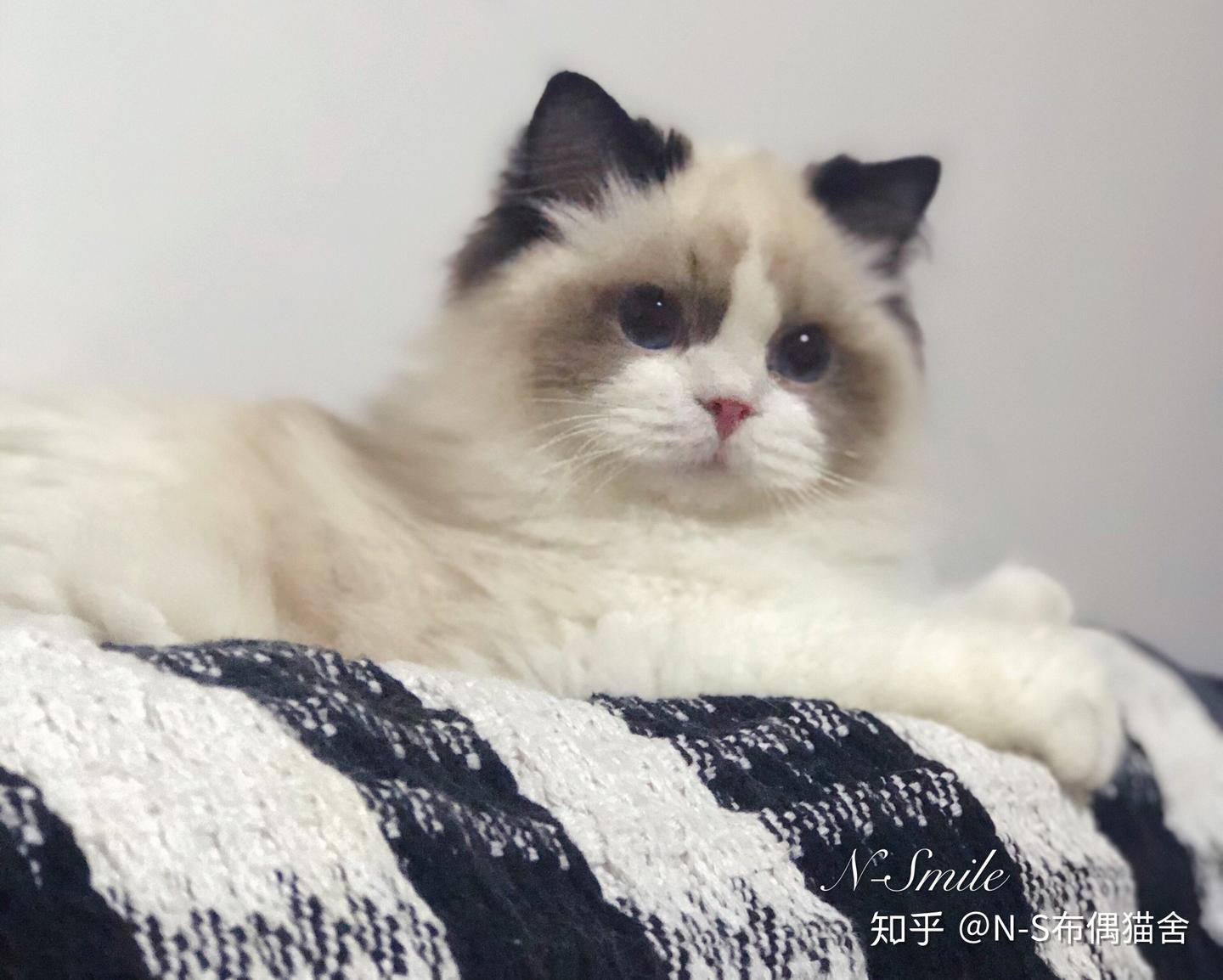 那些关于布偶猫的冷知识- 知乎