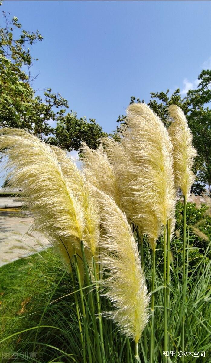 蒲苇花开洁白如羽尽显狂野之美