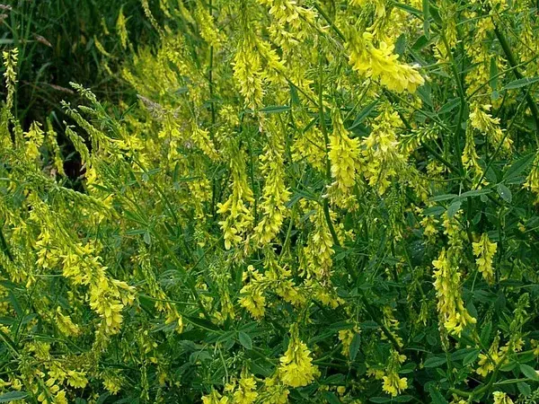 食野之苹拾叄草木犀