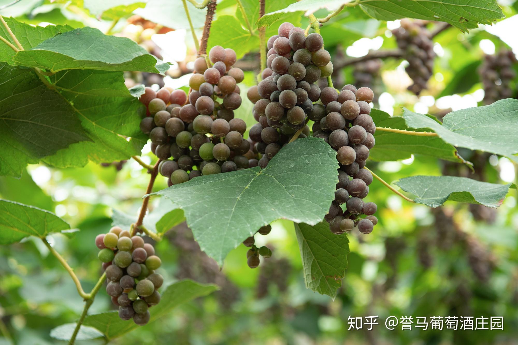 什么是紫秋葡萄