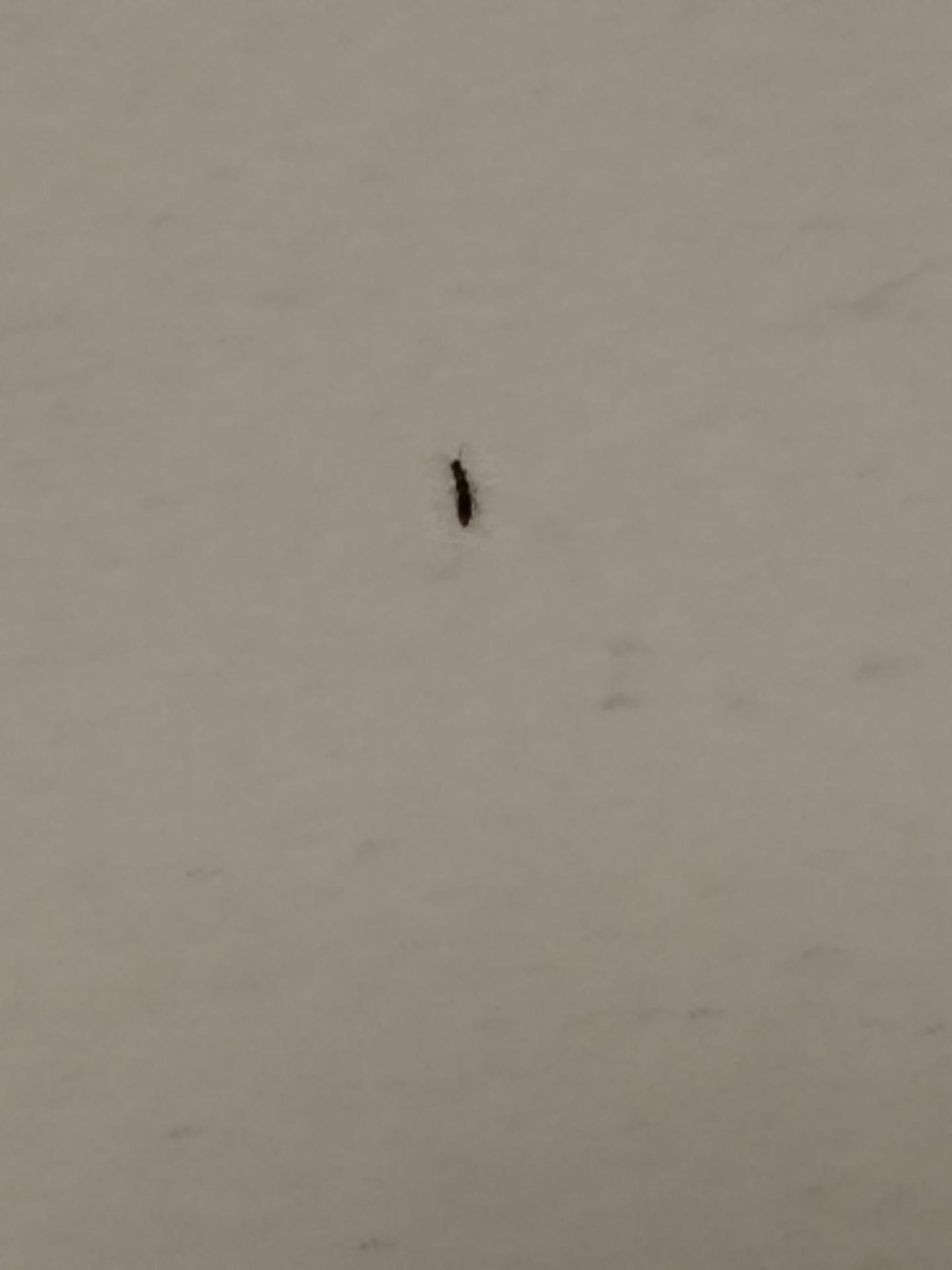 求问：红色细长像蚂蚁带翅膀，这是什么虫子？ - 知乎