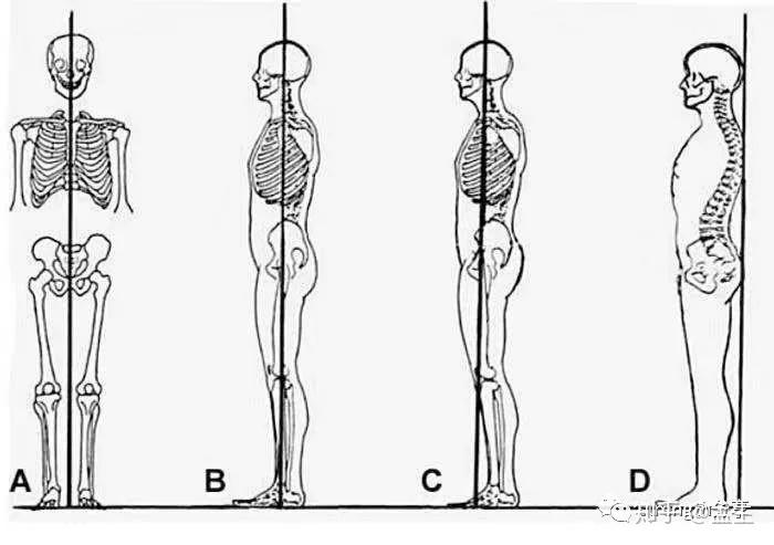 当我们谈论中立位时我们在谈论什么1
