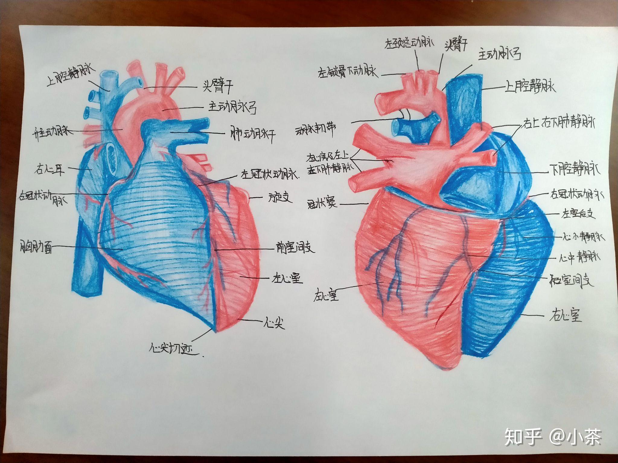 心脏红蓝铅笔绘图 