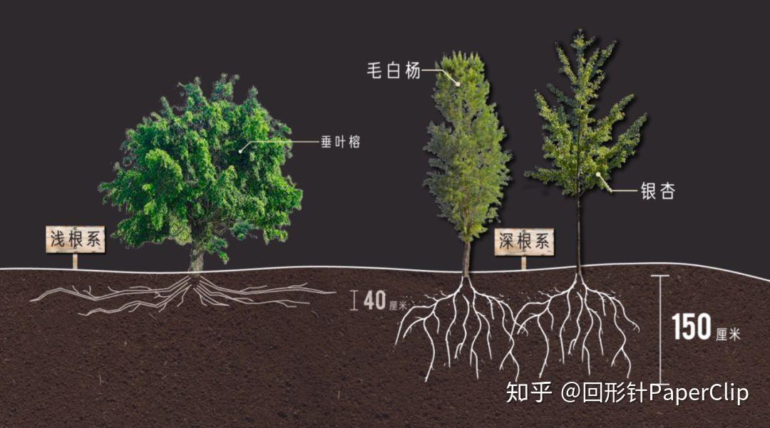 怎样才能种出不忘初心的行道树 ? - 知乎