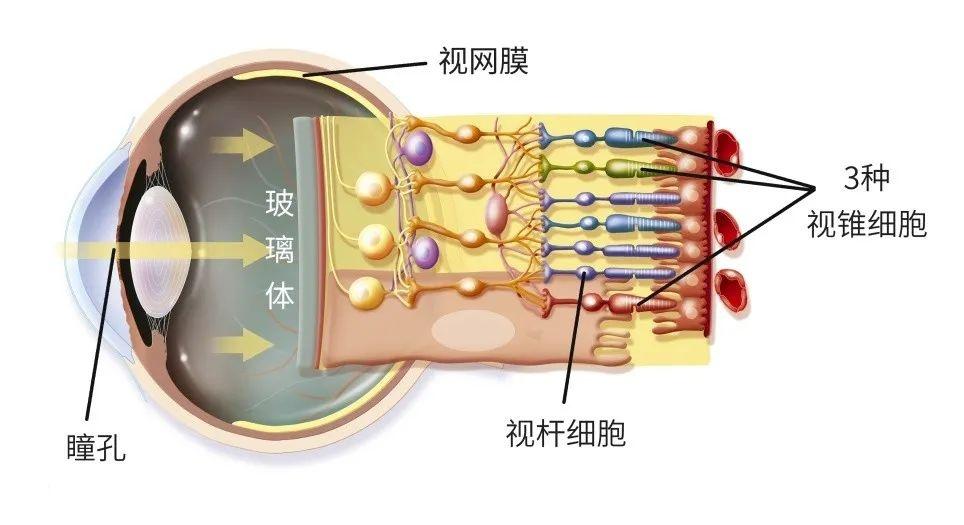 感光细胞图片