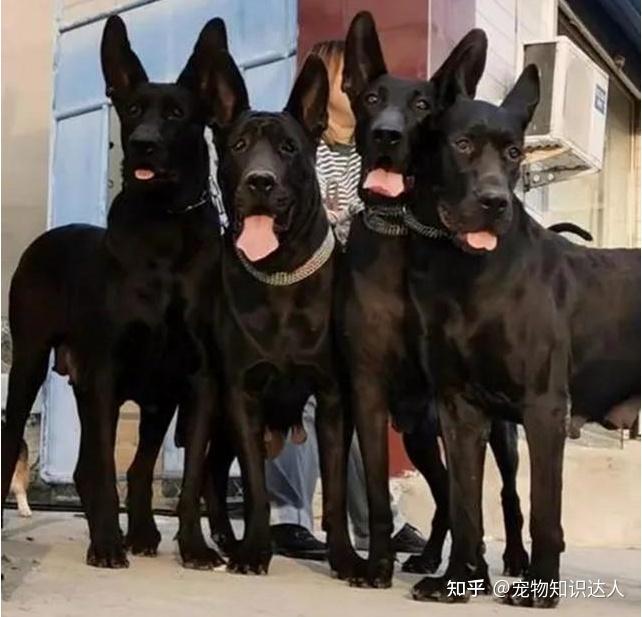 养狗,推荐你养“黑狼犬”,养过的都说好! - 知乎