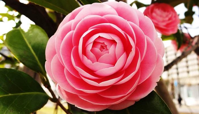 椿花 山茶花 日本庭園中必不可少的花 知乎 椿花 山茶花 日本庭園中必不可少的花 知乎