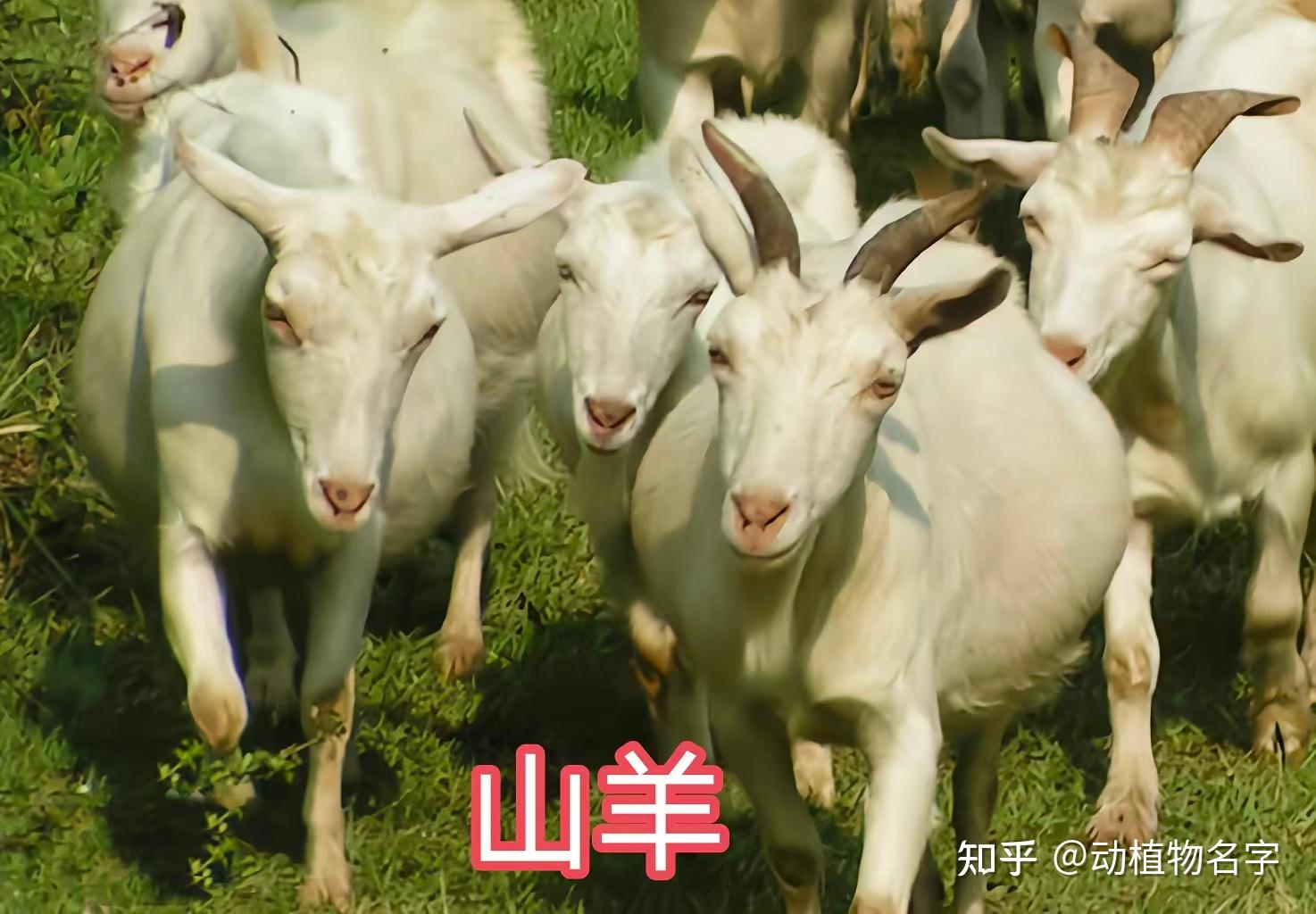 我国明确的33类禽畜是哪些,99图带你了解它们 - 知乎