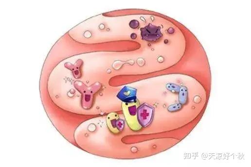 缓解过敏益生菌可以产生有机酸,游离脂肪酸,过氧化氢细菌素,抑制有害