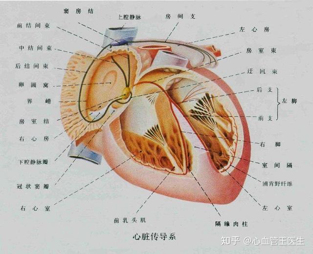 心脏有问题应该做哪些检查