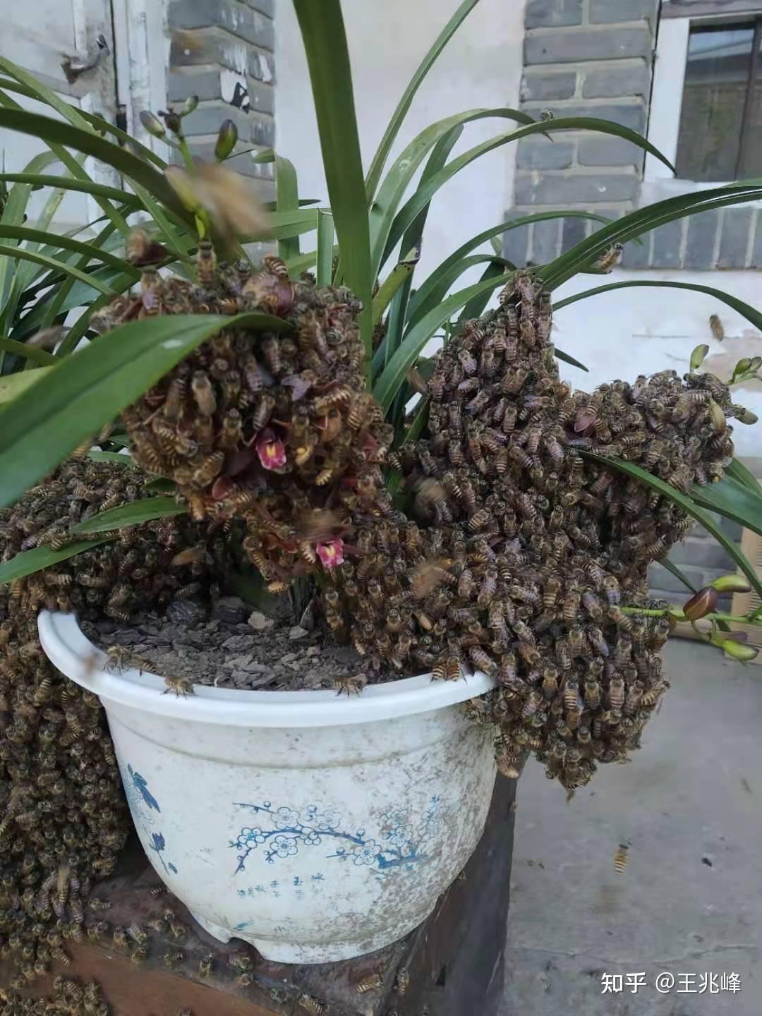 蜜蜂兰真的可以吸引蜜蜂吗?