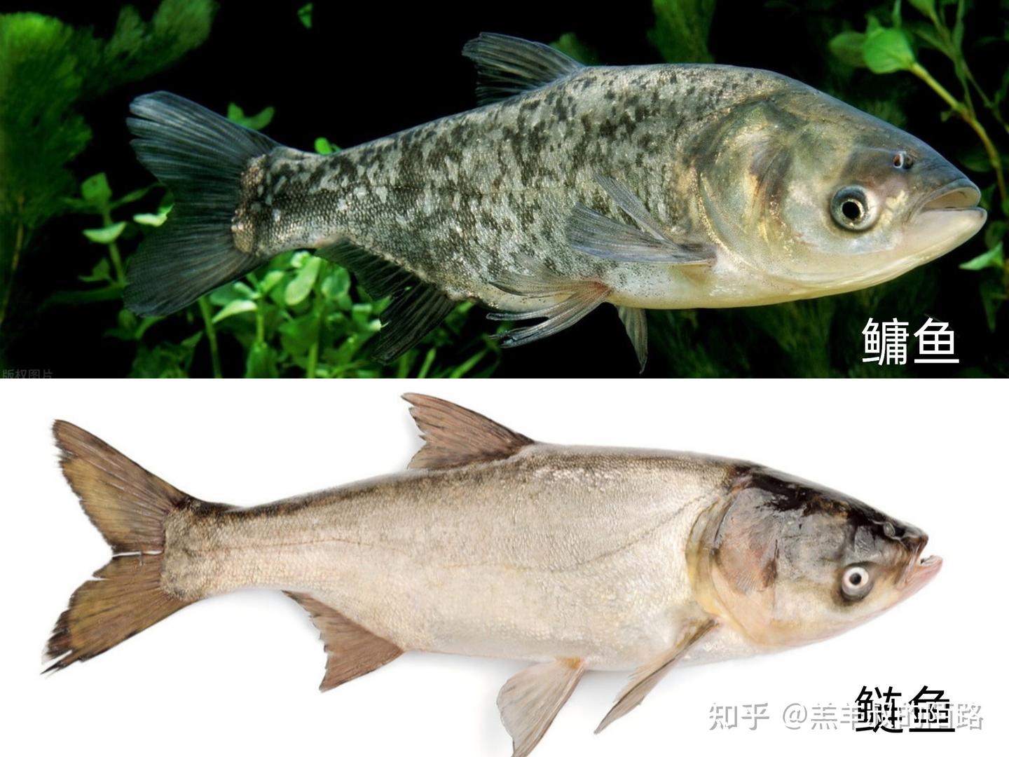 渔乐杂谈:四大家鱼是什么?各有何特点?常见的鲤鱼又为何落榜? - 知乎