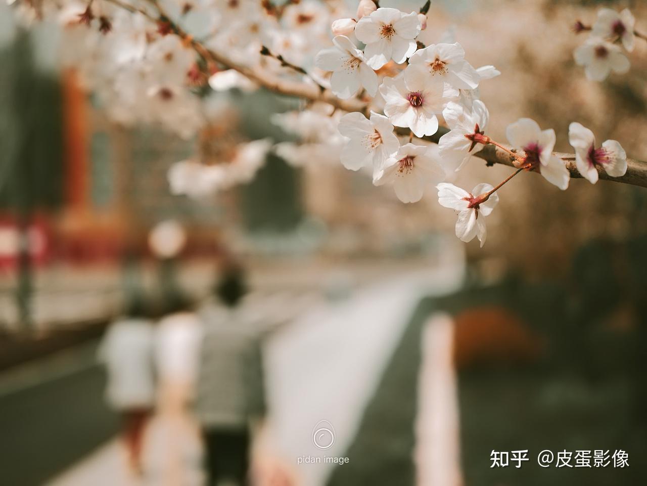 教老婆学摄影 | 第十课:这样“拍花”更好看 - 知乎