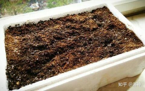 自制6种营养土的简单方法效果很好连肥料钱都省了