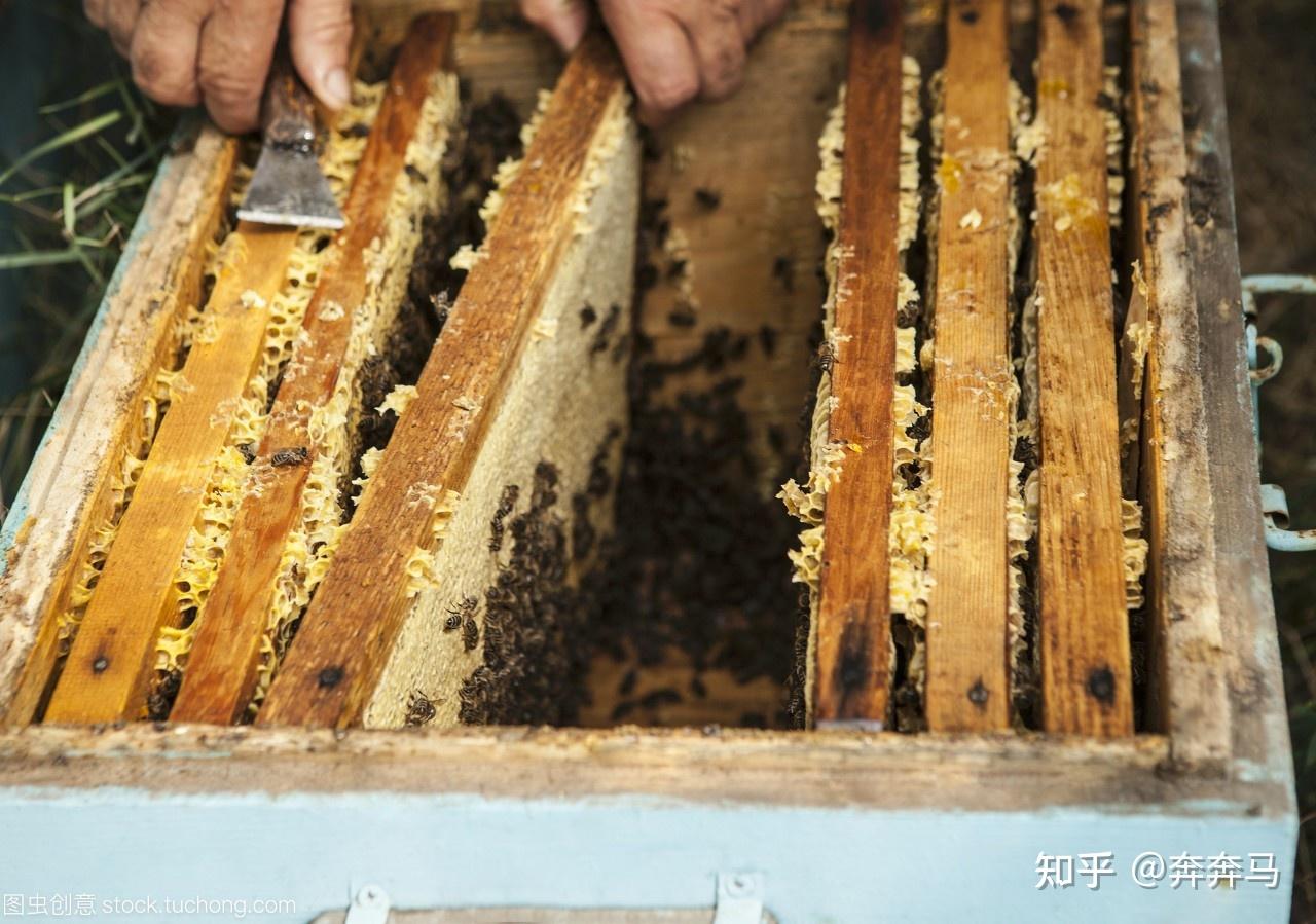 蜜蜂采蜜的过程 摇蜜机怎样摇蜂蜜-优刊号
