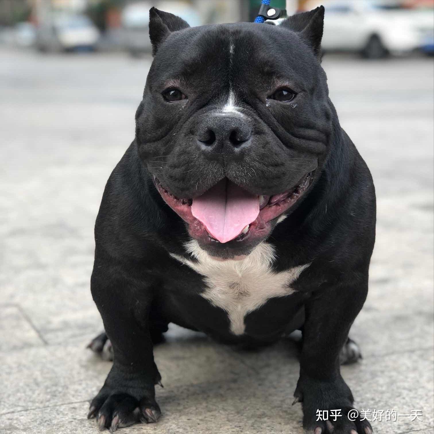 网友:养了之后就不想换狗了