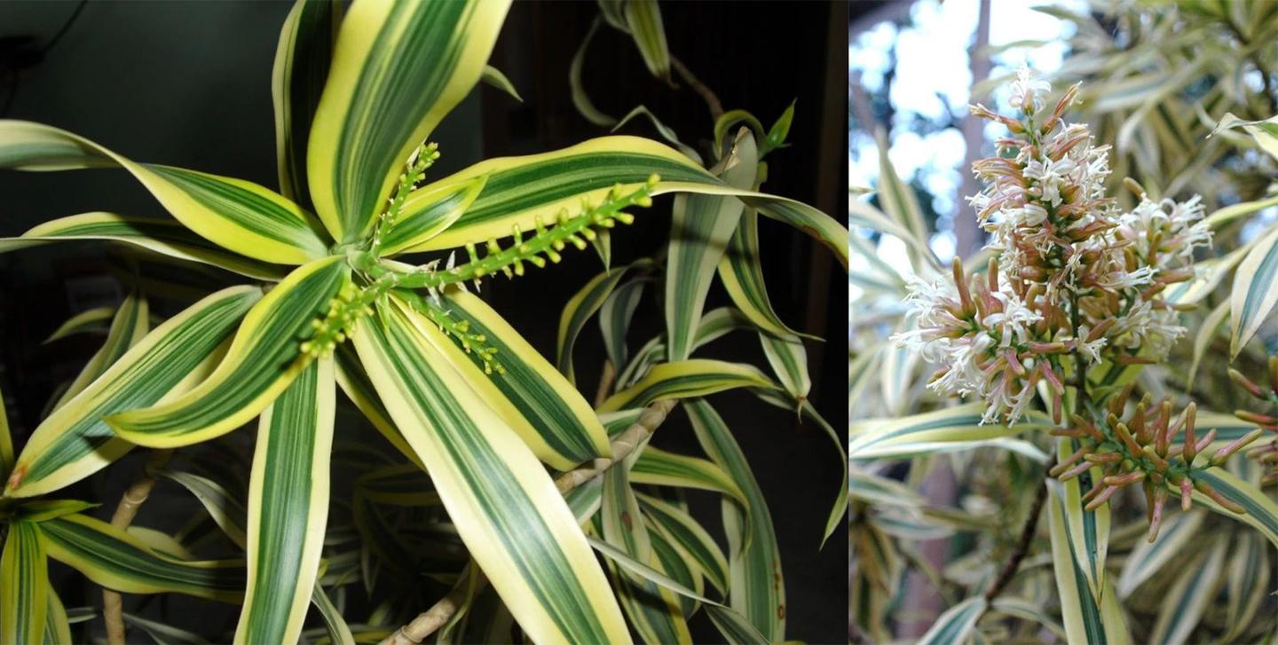 水培富贵竹时 可搭配百合竹 附生活常见的龙血树属植物盘点 知乎