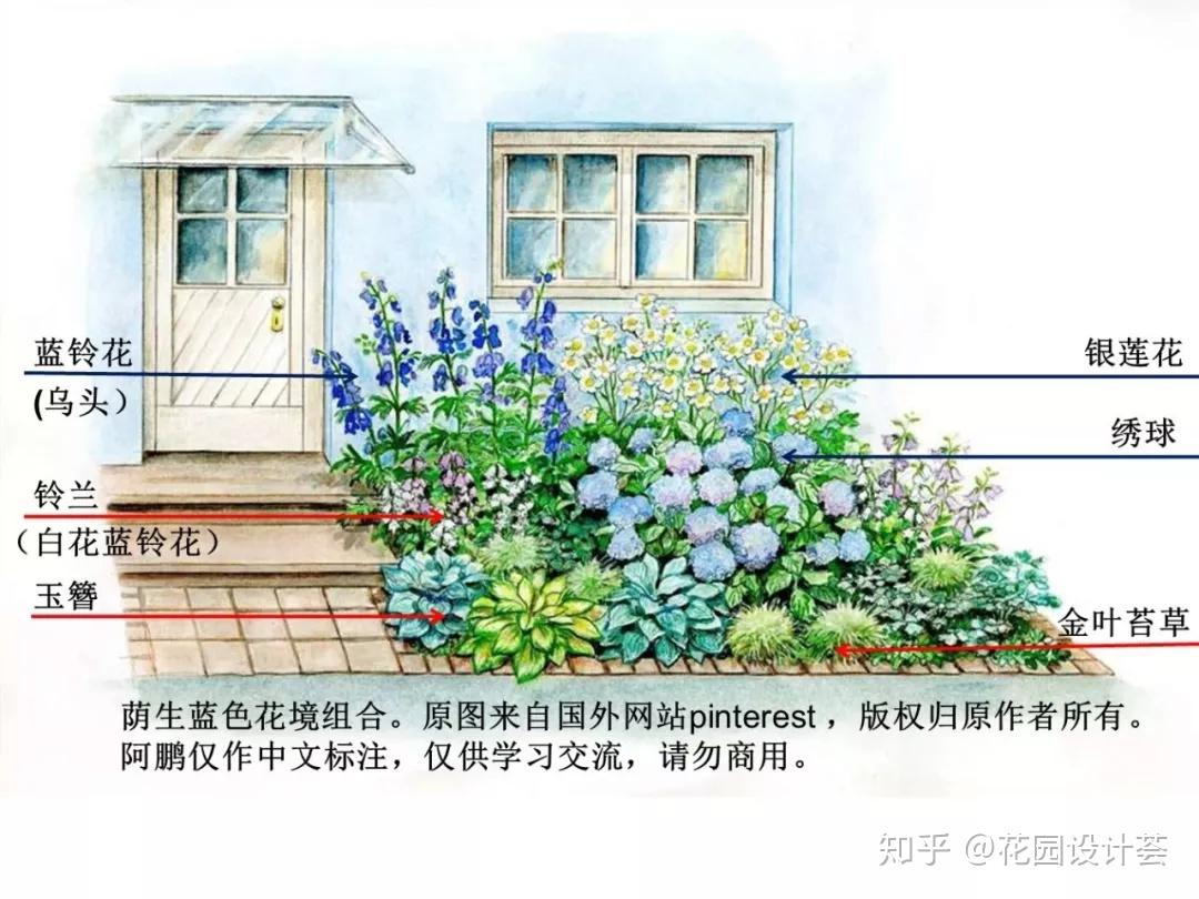 Blue Garden 如何打造蓝色主题花境和花园? - 知乎