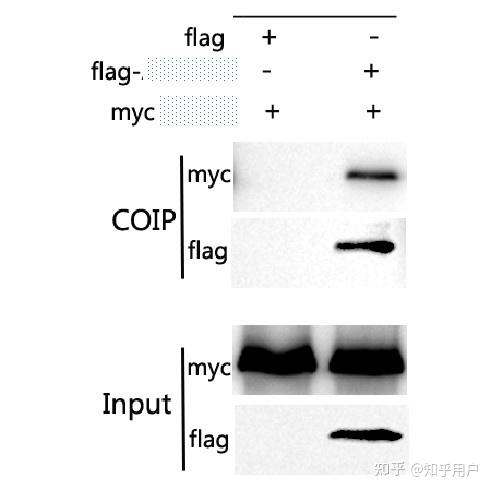 Coip Method 5. CoIP与IP实验区别 一文分清两种免疫沉淀技术差异 - 知乎
