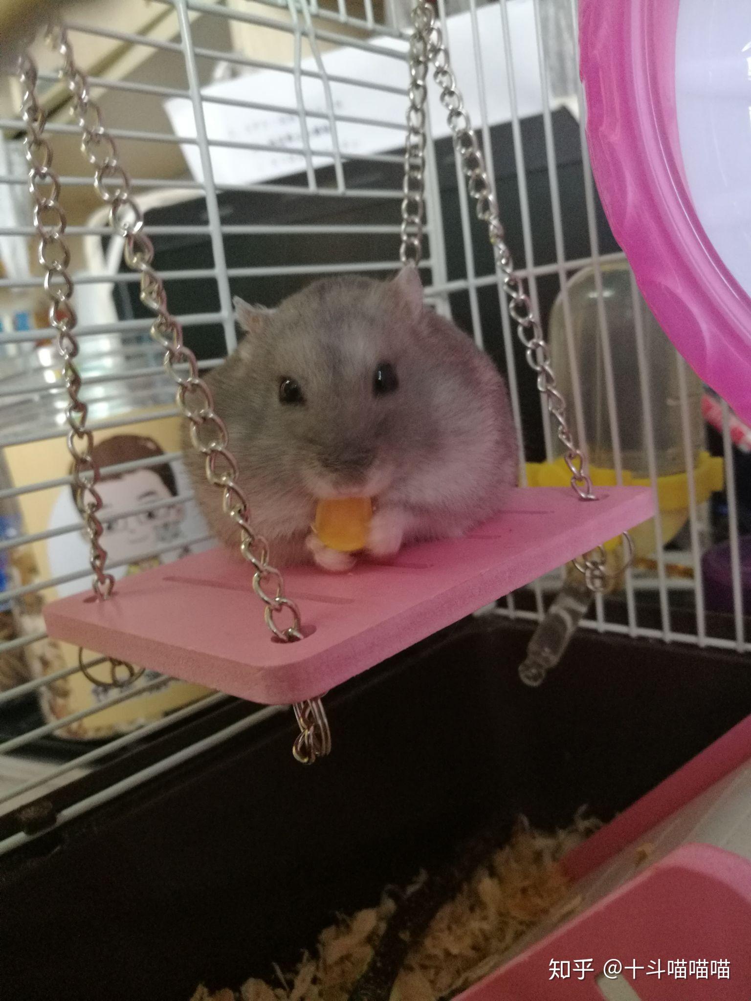 如何让仓鼠乖乖躺手.?
